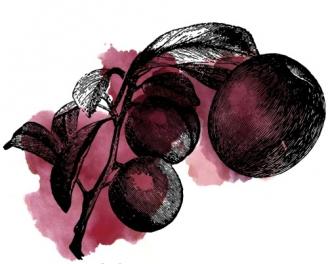 Edmund's Oast - Sour Plum (4 pack 16oz cans) (4 pack 16oz cans)